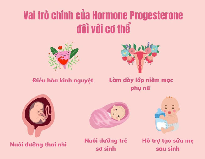 vai-tro-cua-progesterone-trong-co-the
