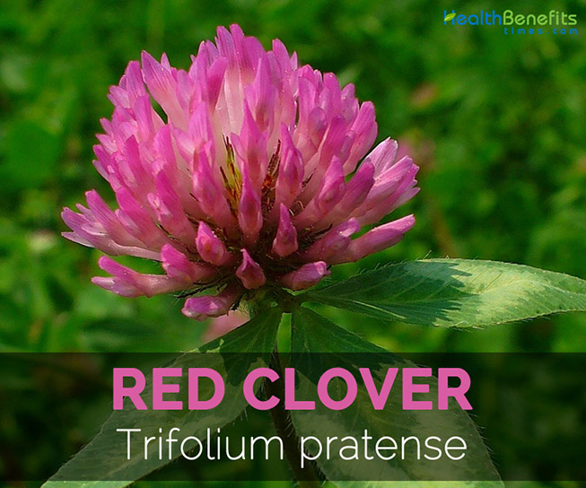  Cỏ ba lá đỏ Red Clover (Trifolium Pratense) Blossom
