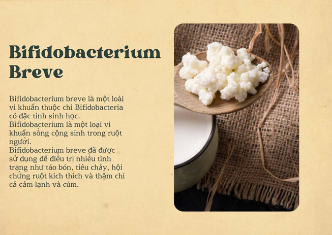 Bifidobacterium breve