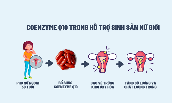 coenzyme-q10-tang-chat-luong-trung