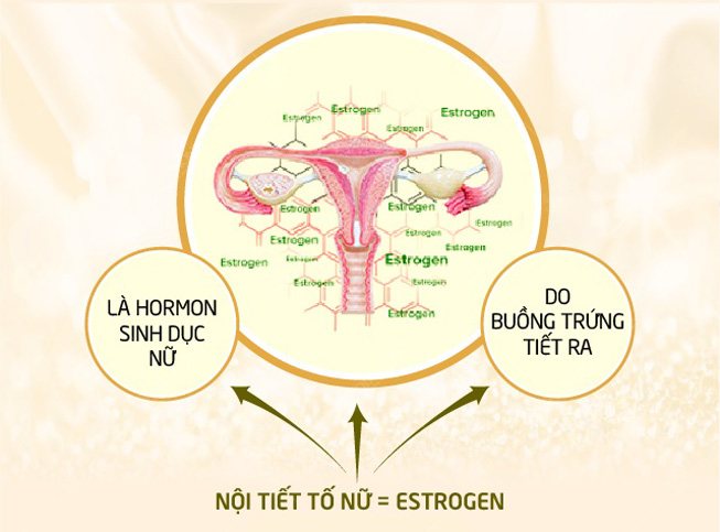 estrogen-la-gi