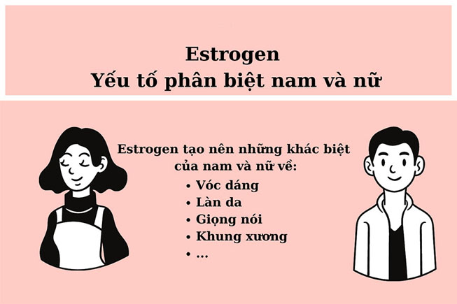 estrogen-tao-ra-cac-diem-dac-trung-cua-phu-nu-phan-biet-nam-nu