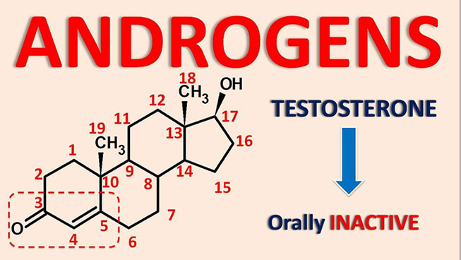 hormone-androgen-co-vai-tro-gi