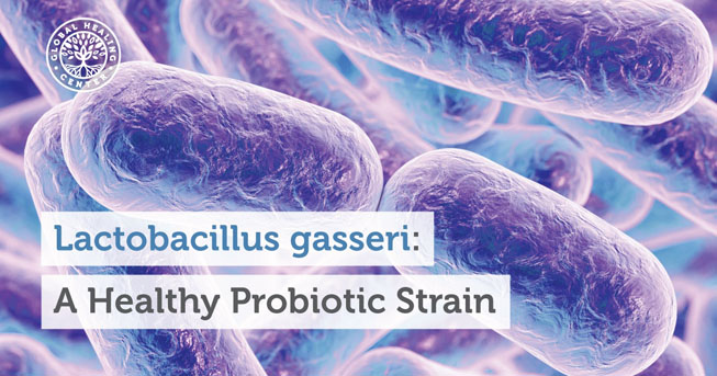 vi-khuan-lactobacillus-gasseri