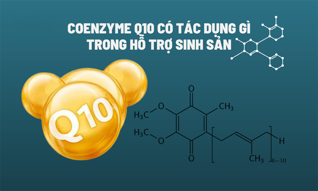 coenzyme-q10-co-tac-dung-gi-voi-he-sinh-san